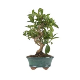 BONSAI 8 AÑOS GARDENIA JASMINOIDES