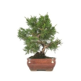 BONSAI 8 AÑOS JUNIPERUS CHINENSIS KYUSHU