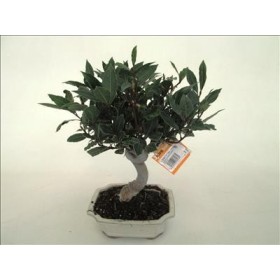 BONSAI 8 AÑOS LAURUS NOBILIS