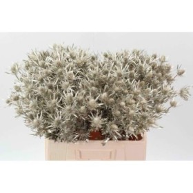 FLOR, ERYNGIUM PLATA 40cm. x10 tiges.