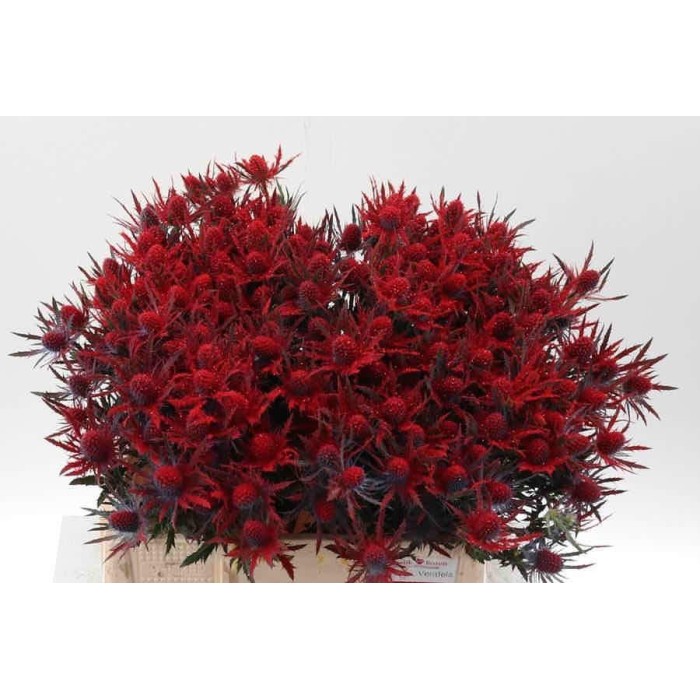 FLOR, ERYNGIUM VERMELL 40cm. x10 tiges.