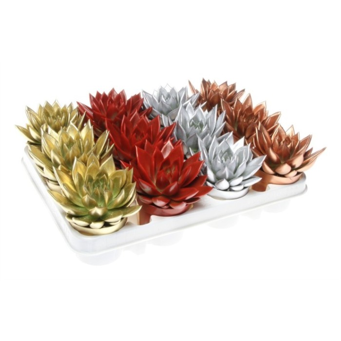 ECHEVERIA MIRANDA  M 9 pintada X-MAS MIX