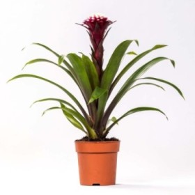 GUZMANIA  M13  FRANCESCA