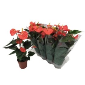 ANTHURIUM  M14 ATLAS NARANJA