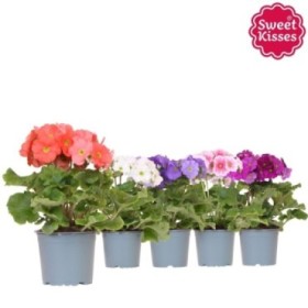 PRIMULA OBCONICA  M12