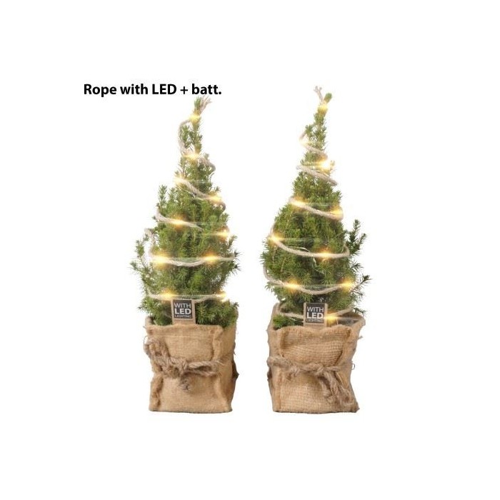 PICEA GLAUCA CONICA  M13 YUTE+LED