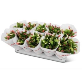 RHIPSALIDOPSIS  M12 schlumbergera DUO