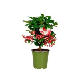 ARDISIA MINI M12 H30 JINGLE BERRIES