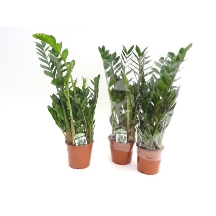 ZAMIOCULCAS  M17 -70cm.
