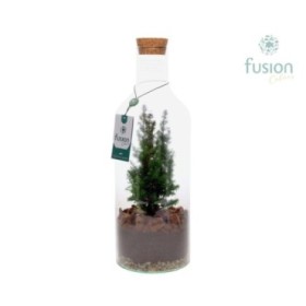 TERRARI CHAMAECYPARIS D15 H43