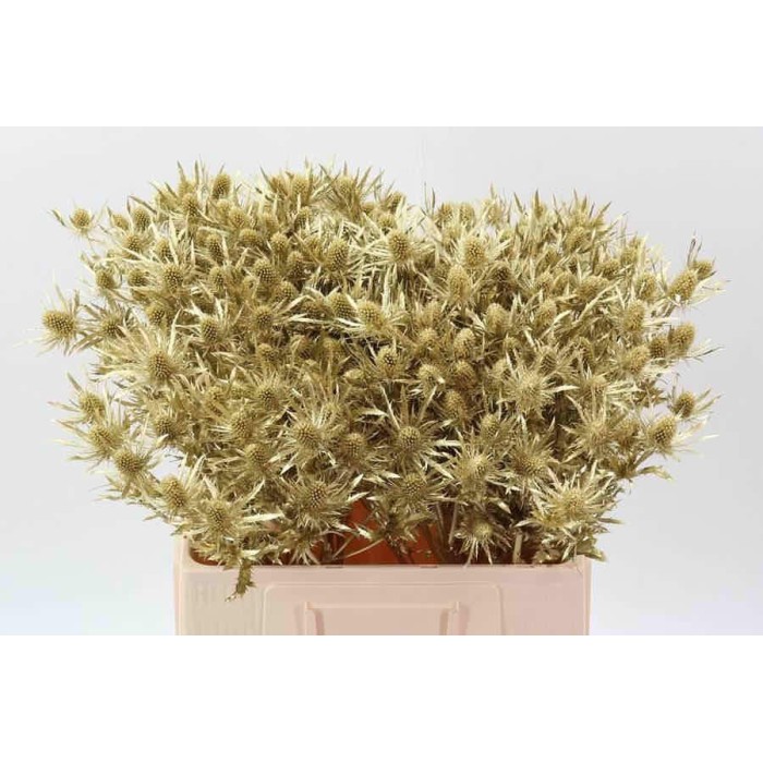 FLOR, ERYNGIUM OR 60cm. x10 tiges.