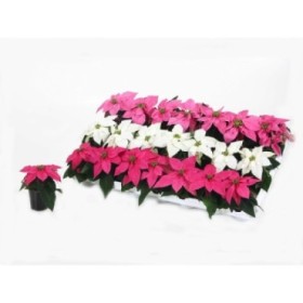 PRINCETTIA   M 6 mini