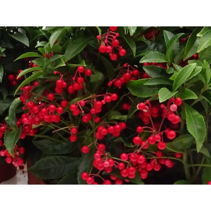 ARDISIA  M14 BOS PREMIUM