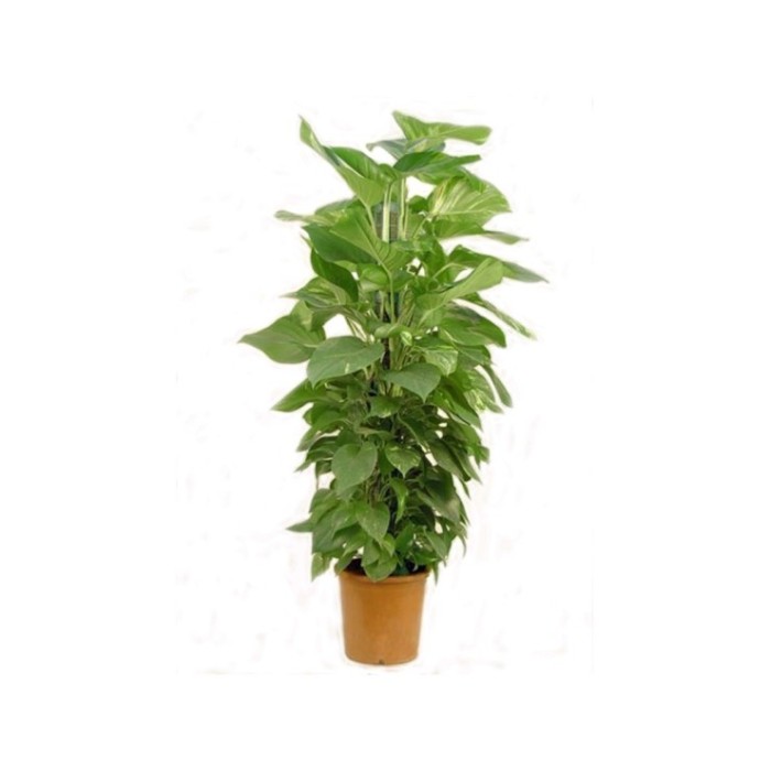 POTHOS  TUTOR M25-130cm. Empalmable