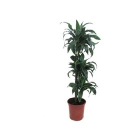 DRACAENA DORADO 60.30.15 M20-100cm.