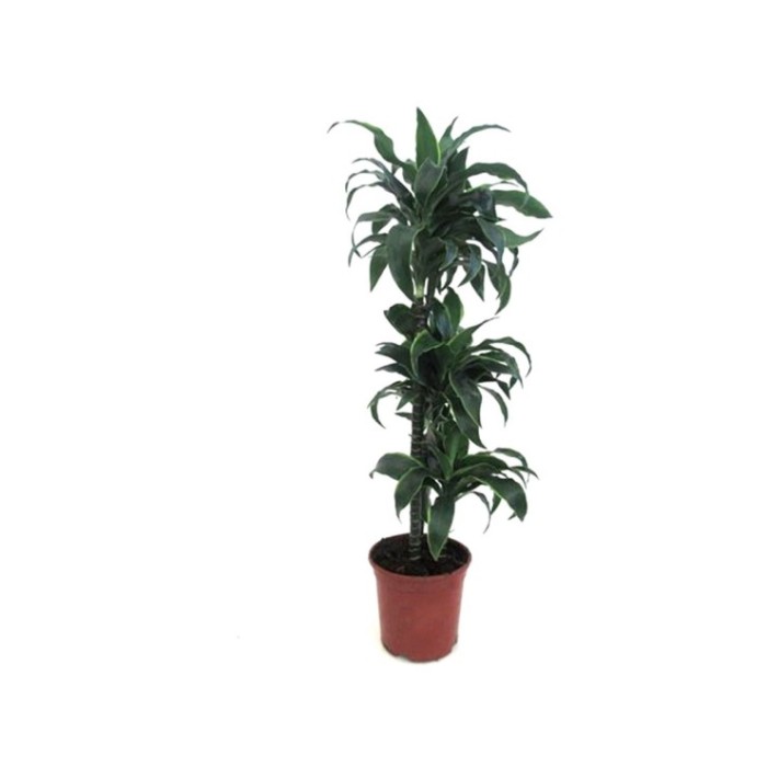 DRACAENA DORADO 60.30.15 M20-100cm.
