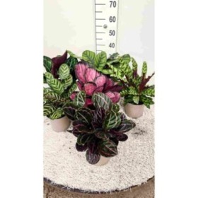 CALATHEA  M15  MIX Sr.