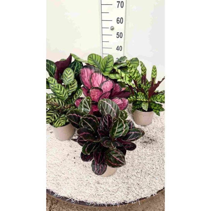 CALATHEA  M15  MIX Sr.