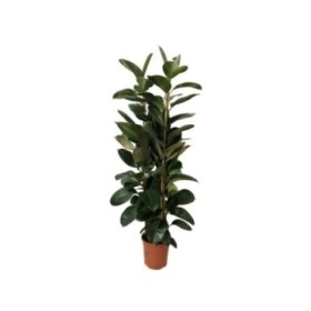 FICUS ROBUSTA, 3 plantas M35-180cm.