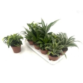 DRACAENA DEREMENSIS/COMPACTA M12 MIX