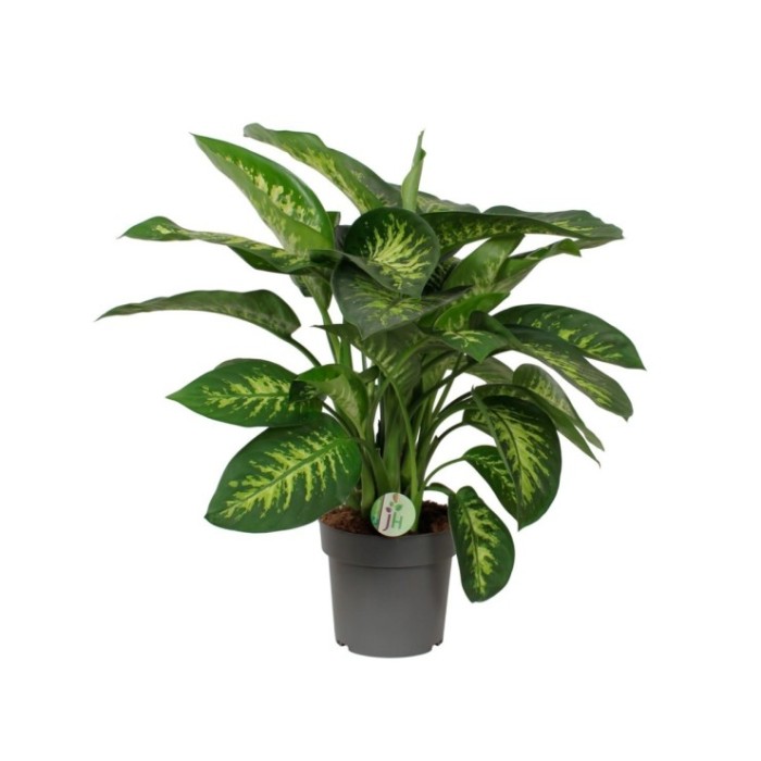 DIEFFENBACHIA TROPIC  M21