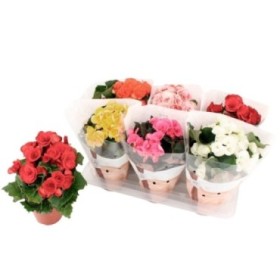 BEGONIA  ELATIOR M14 EXTRA