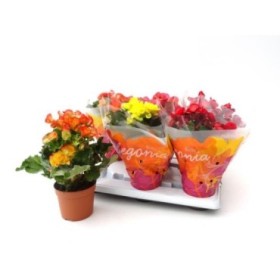 BEGONIA  ELATIOR M14 EXTRA