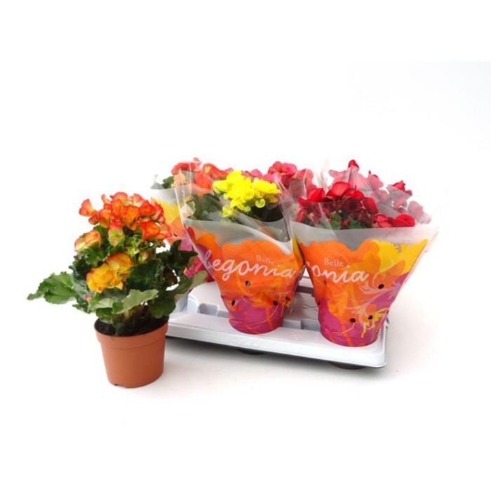 BEGONIA  ELATIOR M14 EXTRA