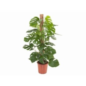 MONSTERA DELICIOSA TUTOR M24-120cm.