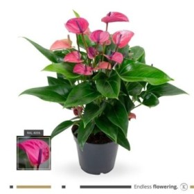 ANTHURIUM  M17 PURPLE