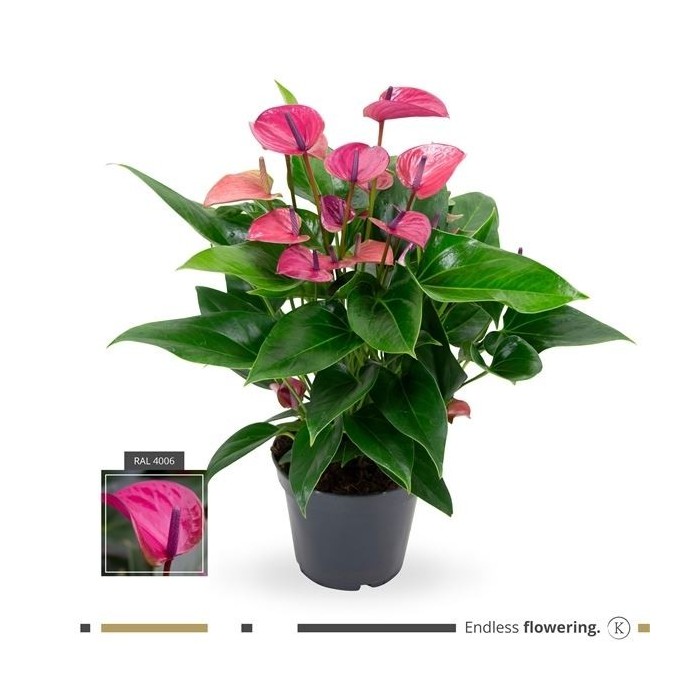 ANTHURIUM  M17 PURPLE