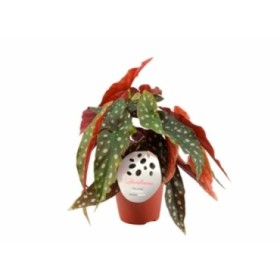 BEGONIA MACULATA M12