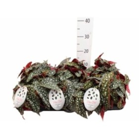 BEGONIA MACULATA M12