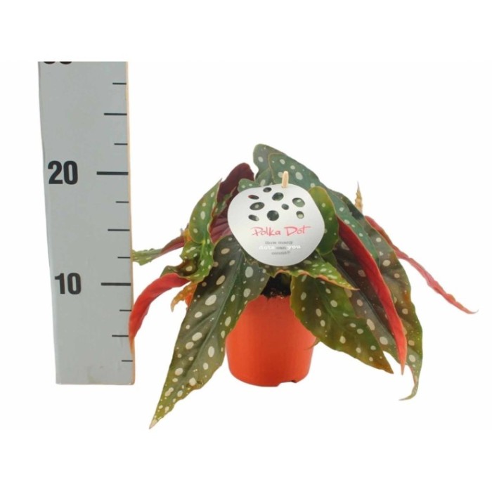 BEGONIA MACULATA M12