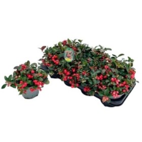 GAULTHERIA PROCUMBENS  M13 BIG BERRY