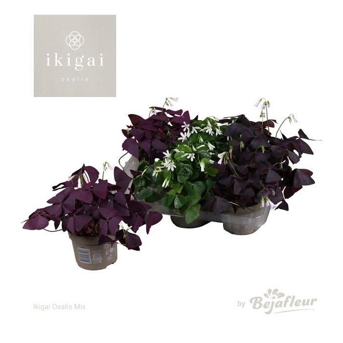 OXALIS TRIANGULARIS M12