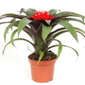 GUZMANIA  M10 PRISCILLA