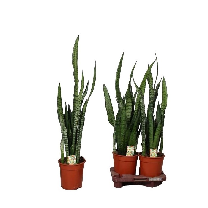 SANSEVIERIA  M20- 90cm. ZEYLANICA
