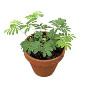 MIMOSA PUDICA M 9  (SENSITIVA)
