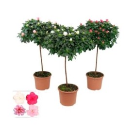 AZALEA COPA M19 H65 diam.35