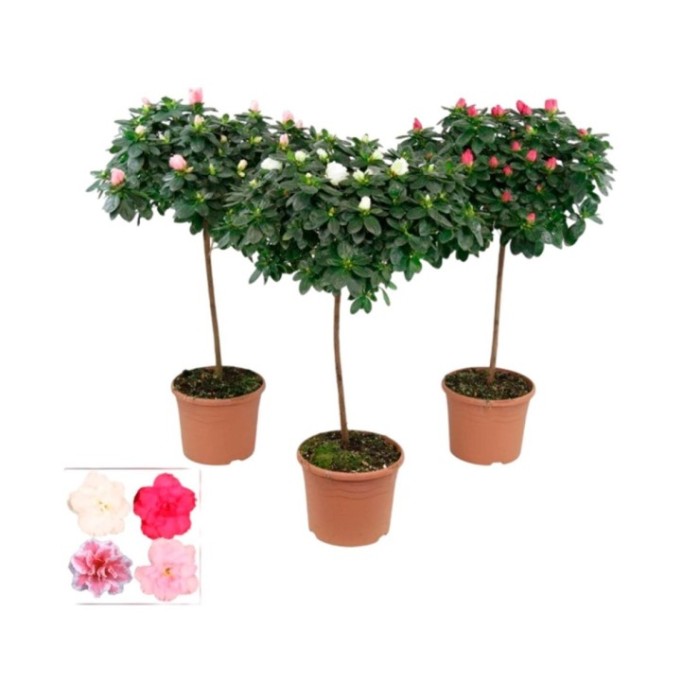 AZALEA COPA M19 H65 diam.35