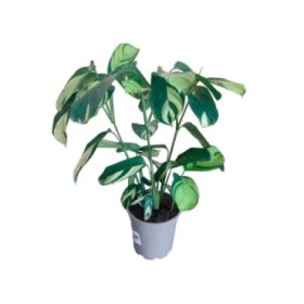 CTENANTHE M17 H50 PILOSA GOLDEN MOSAIC