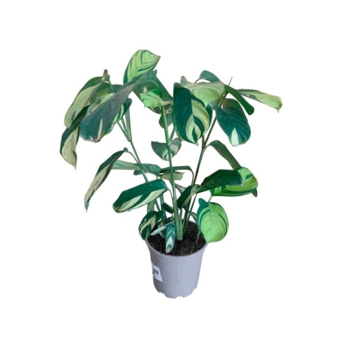 CTENANTHE M17 H50 PILOSA GOLDEN MOSAIC