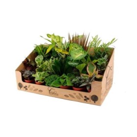 PLANTES VARIADES M 9 MINI (preu safata x24)