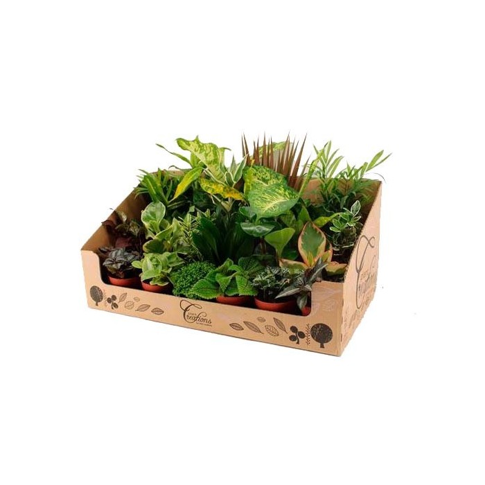 PLANTAS VARIADAS M 9 MINI (precio bandeja x24)