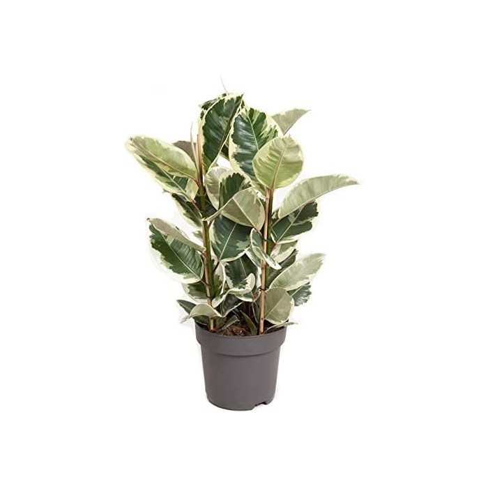 FICUS TINEKE  M20- 90cm. 3 Pl.