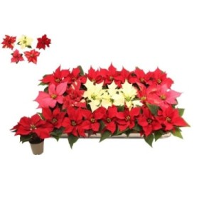 POINSETTIA   M 6 MINI 2 VARIEDADES