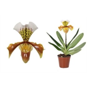 PAPHIOPEDILUM AMERIKAN HIBRID M12