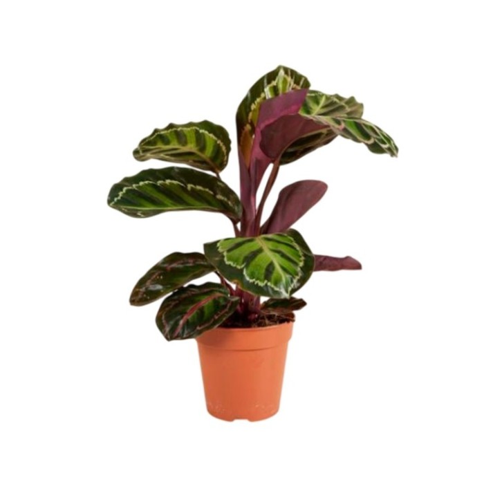 CALATHEA  M19  ROSEOPICTA ANGELA Northornlight