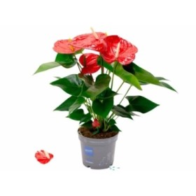 ANTHURIUM  M17 MINNESOTA flor grande XXL